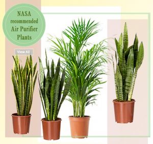 Air Purifier Plants -Shop Plants Online Noida Delhi