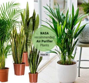 Air Purifier Plants -Shop Plants Online Noida Delhi NCR