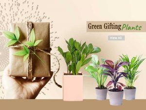 Corporate Gift Plants - Online Nursery Plants Noida Gurgaon