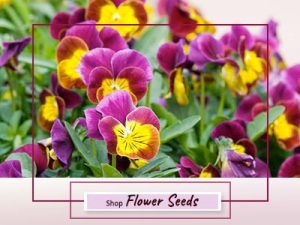Shop Imported Flower Seeds online Delhi