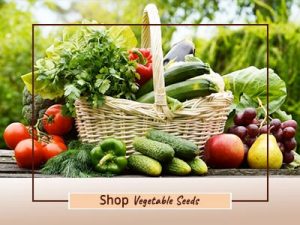 Shop Quality Vegetable Seeds