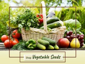 Shop Quality Vegetable Seeds Online