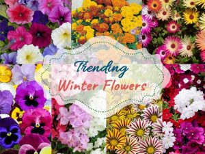 Winter Flower Plants - Wholesale Garden Nursery Gurgaon