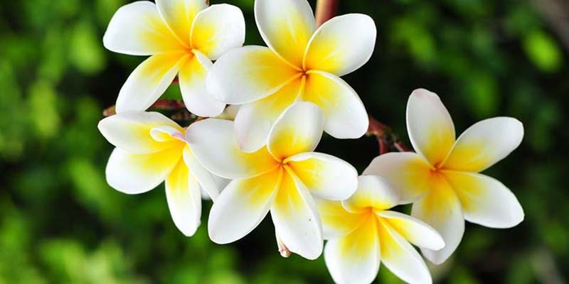 Best 10 Fragrant Flower Plants to boost your mood