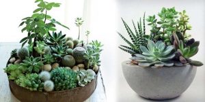Cactus & Succulents Plants - Shop Plants Online in India