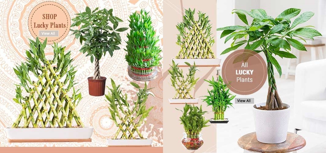Shop-Lucky-Plants-Online-Garden-Nursery-Plants-India