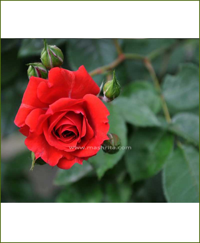 Red Rose Plant