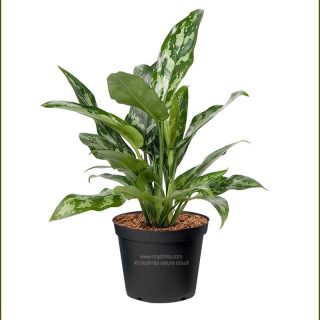  Aglaonema Diamond Bay 