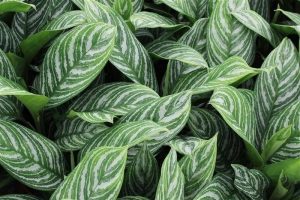 Buy Chinese Evergreen Aglaonema Stripes Plant