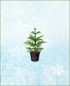 Araucaria-Christmas-Tree-Small-