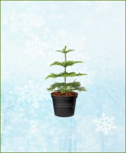 Araucaria Christmas Tree Small