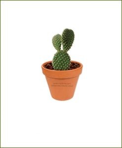 Bunny-Ear-Cactus-Online-Plant-Nursery