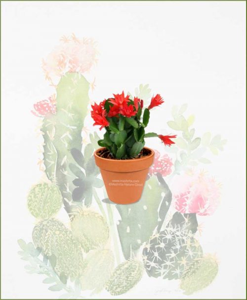 Christmas-Cactus-Schlumbergeras-(Zygocactus-Truncata)-Online-Plant-Nursery
