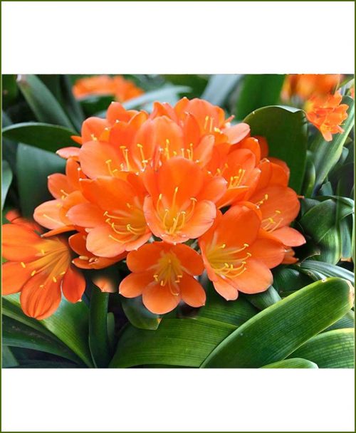 Clivia-Lily-Plant_Mashrita_Online-Nursery