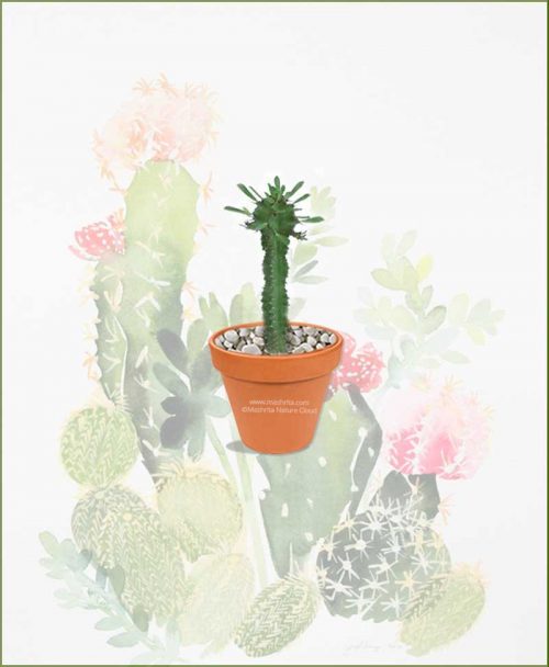 Euphorbia-Ingens-Online-Plant-Nursery