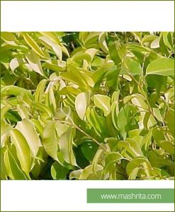 Ficus Benjamina Reginald(10 Plants) Mashrita Online Nursery