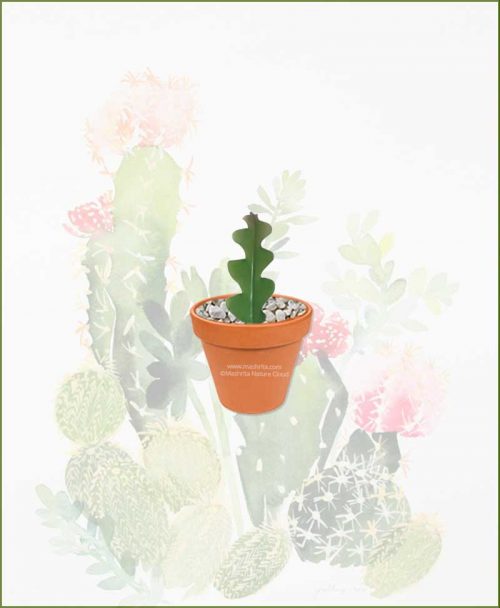 Fishbone-Cactus-Online-Plant-Nursery