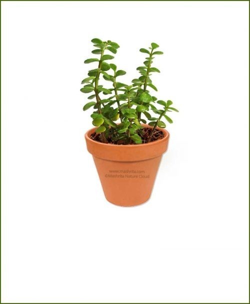 Jade-Plant-Elephant-Bush-Online-Plant-Nursery
