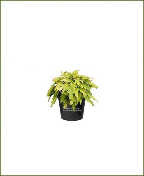 Philodendron Selloum Golden 10 Inch