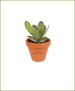 Peperomia-Flapjack-Popplet-Online-Plant-Nursery