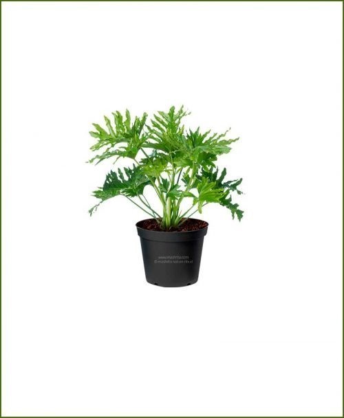 Philodendron Selloum Green 30 Inch