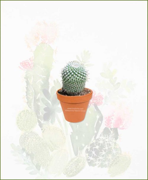 Pincushion-Cactus-Long-Online-Plant-Nursery