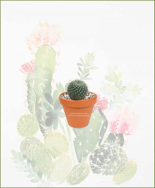 Pincushion-Cactus-Round-Online-Plant-Nursery