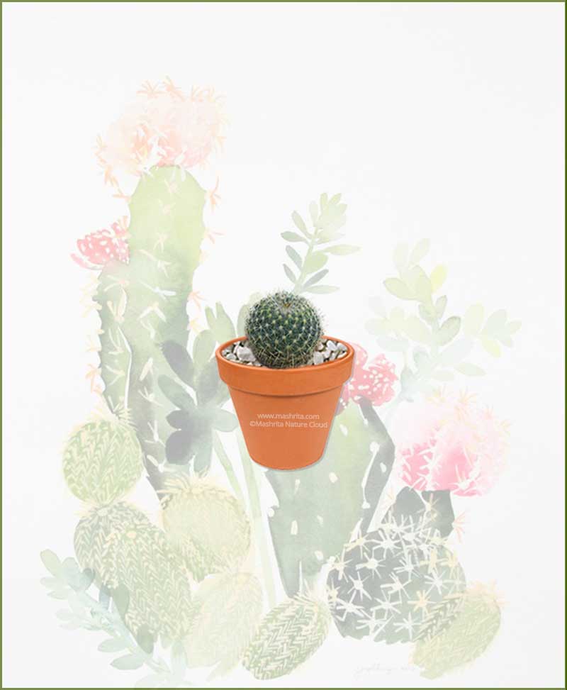 Pincushion Cactus Round