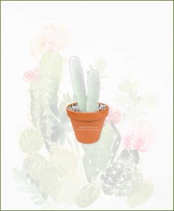 Silver-Torch-Cactus-Online-Plant-Nursery