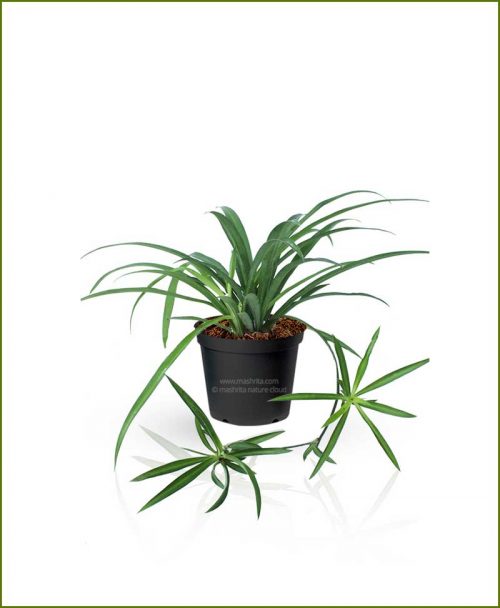 Spider Plant Chlorophytum Comosum Green
