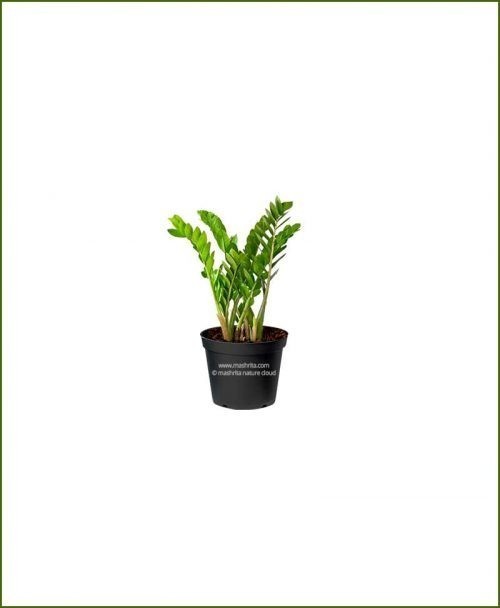 Zamioculcas-Zamiifolia-Small-(ZZ-Plant)_Mashrita_Nature_Cloud