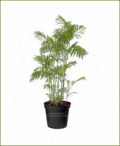 Bamboo-Palm-Chamaedorea-Seifrizii-60-Inch