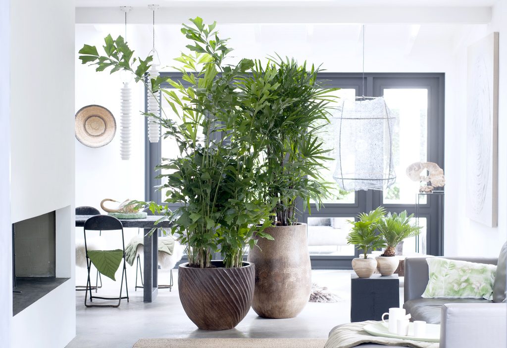 Best 10 Indoor Plants which are air purifying