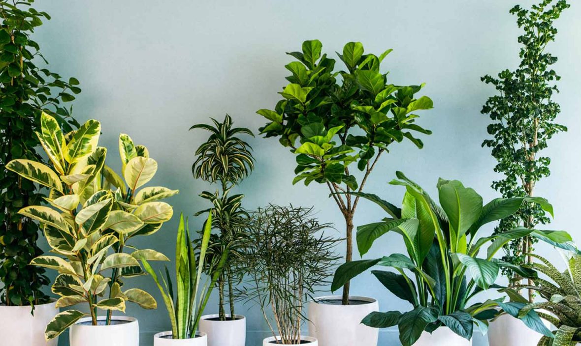 Best 10 Stress Booster Indoor Plants