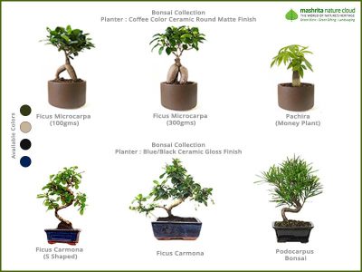 Corporate-Gift-Bonsai-Collections