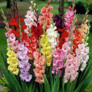Gladiolus Bulbs - Mashrita.com