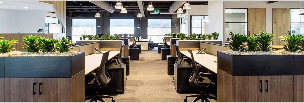 Best 10 Office Plants to increase productivity
