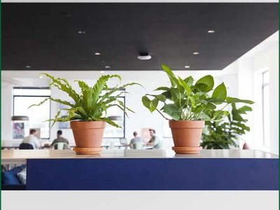 Table Top Plants Rentals
