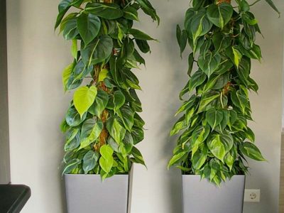 Philodendron Plant Rentals
