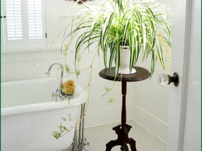 Bathroom Plants Rental