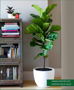 Plant Rentals Live up corner with Feedel Plant