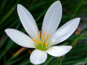 Zephyranthes Lily - Mashrita.com