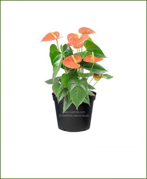 Anthurium Orange Flower (Flamingo Lily Orange)