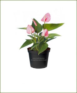 Anthurium Pink Flower (Flamingo Lily Pink)