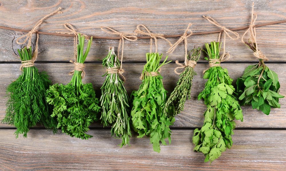 10 Best Winter Herbs for Delhi NCR and Sub-Tropical India