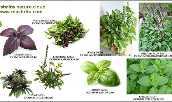 18 Types of Basil (Tulsi) - The herb is loved all over the World!