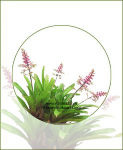 Aechmea-Gracilis-(Green)_Online-Plant-Nursery