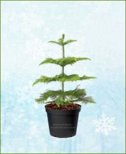 Araucaria Christmas Tree 2-3 Ft