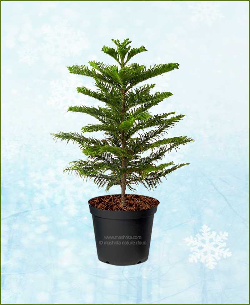 Araucaria Christmas Tree 4-6Ft