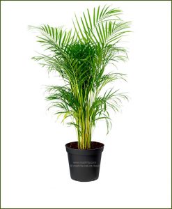 Areca Palm Dypsis Lutescens 120 Inch